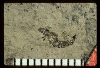 Media type: image;   Entomology PALE-1578 Aspect: full
